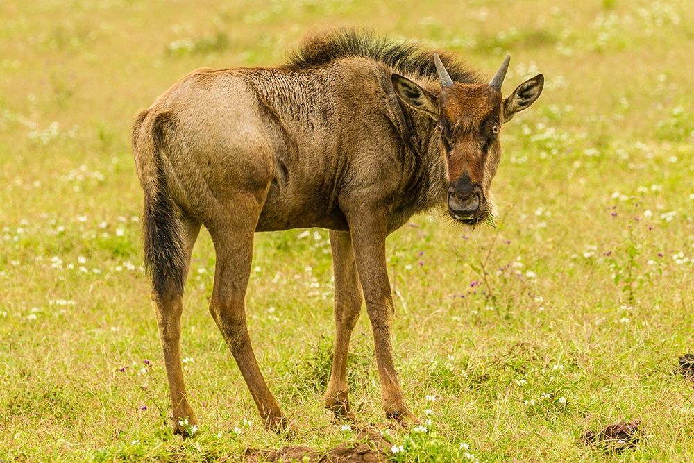 Africa-Tanzania-Ngorongoro Crater Young white-bearded wildebeest close-up  art print by Jaynes Gallery for $57.95 CAD